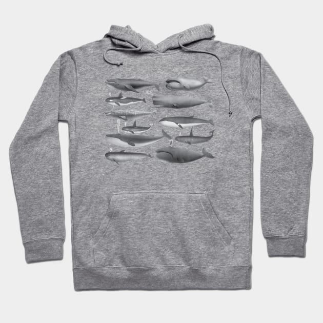 Whale - Whales Vintage Image Hoodie by KC Happy Shop